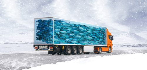 Перевозка замороженной и охлаждённой рыбы: особенности и требования