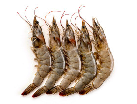 Креветка с/м С ГОЛОВОЙ в панцире 16/20 фас х 1кг