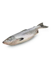 Горбуша целая крупная серебро 0,8+ кг