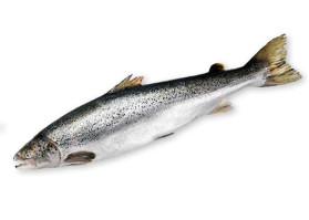 Голец НР 30+ Озерновский (Salmonika)