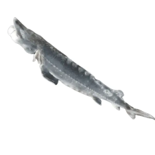 Белуга Белуга