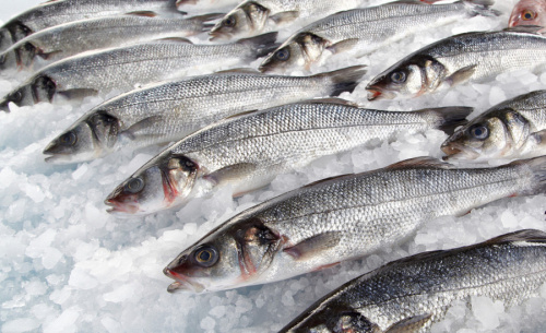 Как выбрать поставщика рыбы для бизнеса: критерии и советы