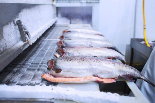 Методы заморозки рыбы: Блок и IQF. В чём разница?
