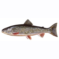 Кунджа Кунджа